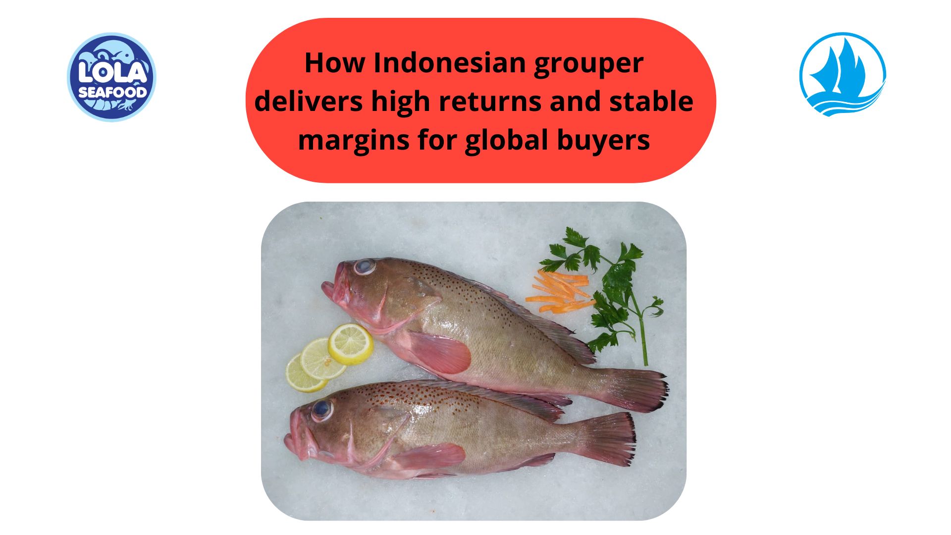How Indonesian grouper delivers high returns and stable margins for global buyers